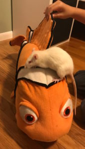 Pearl Riding Nemo